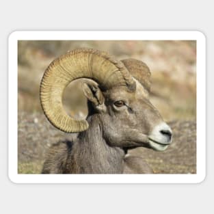 Male bighorn sheep Sticker